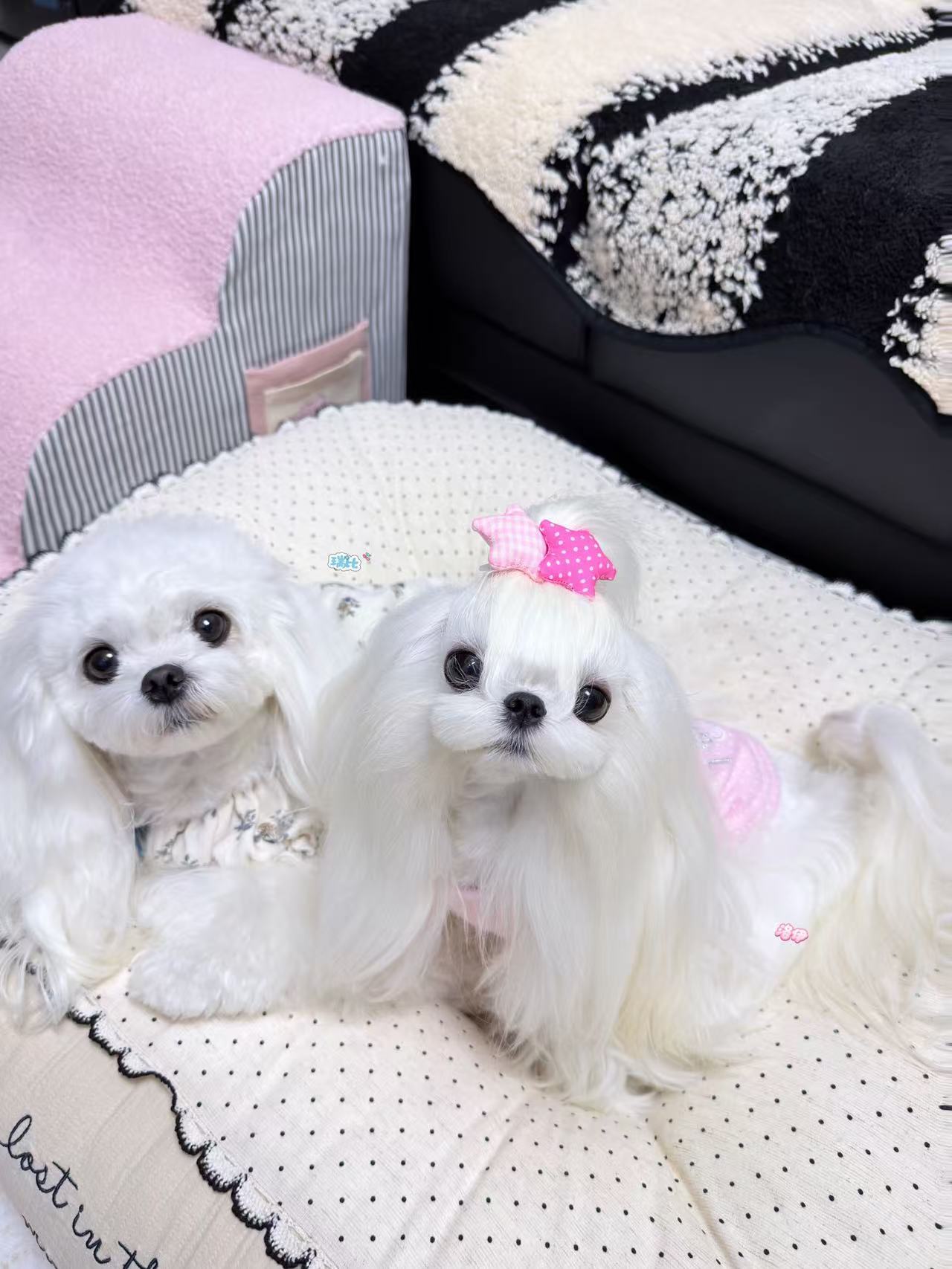 A Tinselpaw 100% Handmade Artisan Gingham Dog Bows | Twin-Star Non-Slip Boutique Hair Clips 🎀✨